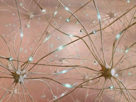 Neuron Discovery Moves Researchers Closer to Movement Disorder Treatment