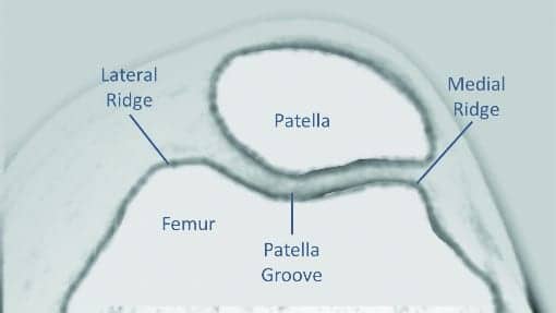 Patella Illustration 073119 v3